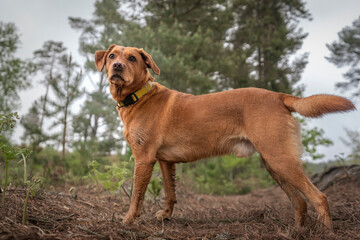 Fox Red Labrador standing in the forest and posing