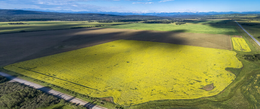 Aerial view of a flowering canola field with patchy clouds shadowing the fields and mountains and blue sky in the background; Beiseker, Alberta, Canada