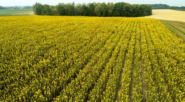 Aerial view of rows of sunflowers in bloom bordered by trees; Erickson, Manitoba, Canada