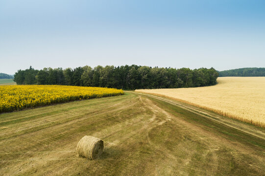Aerial view of sunflower field, golden grain field, and a hay bale in a cut field bordered by trees; Erickson, Manitoba, Canada