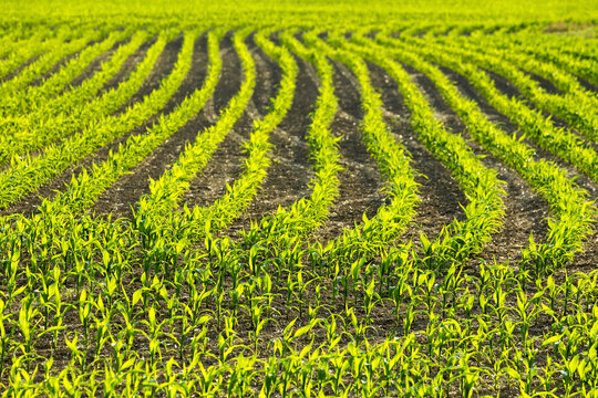 Rows of young corn plants in a field glowing while backlit by the sun; Vineland, Ontario, Canada