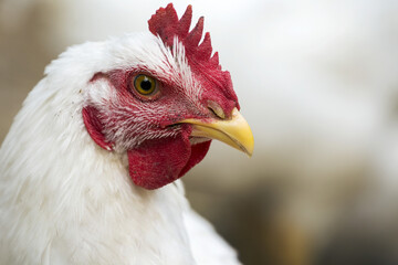 Close-up of a white chicken with red comb; Erickson, Manitoba, Canada