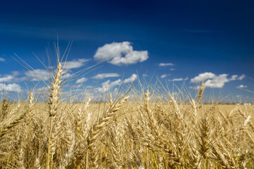 Close-up of golden wheat heads in a field with blue sky and clouds, North of Calgary; Alberta, Canada