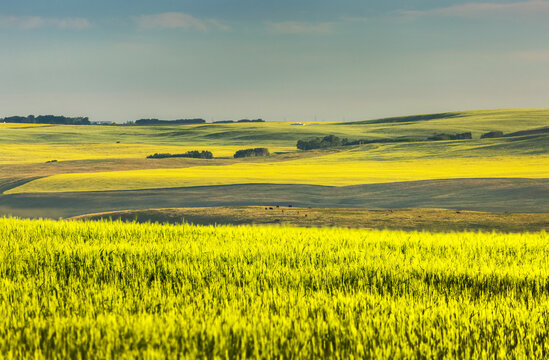 Glowing flowering canola fields on rolling hills at sunrise, North of Calgary; Alberta, Canada