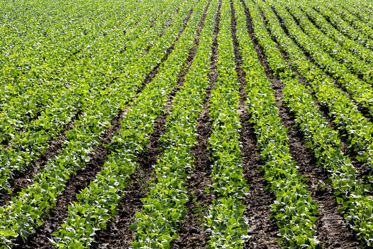 Rows of green potato plants in a field; Taber, Alberta, Canada