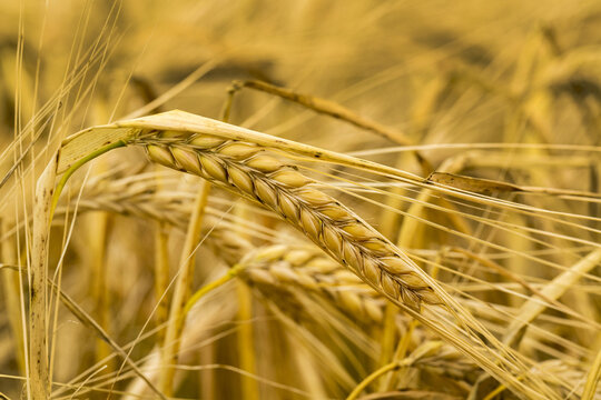 Close-up of golden barley head in a field, South of Calgary; Alberta, Canada