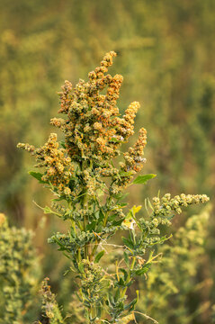 Close-up of a quinoa plant in a field; Erickson, Manitoba, Canada