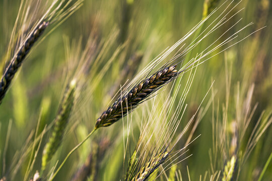 Close-up of wild einkorn wheat head in a field; Erickson, Manitoba, Canada