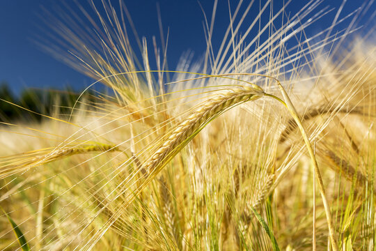 Close-up of several golden barley heads in a field with deep blue sky, South of Calgary; Alberta, Canada