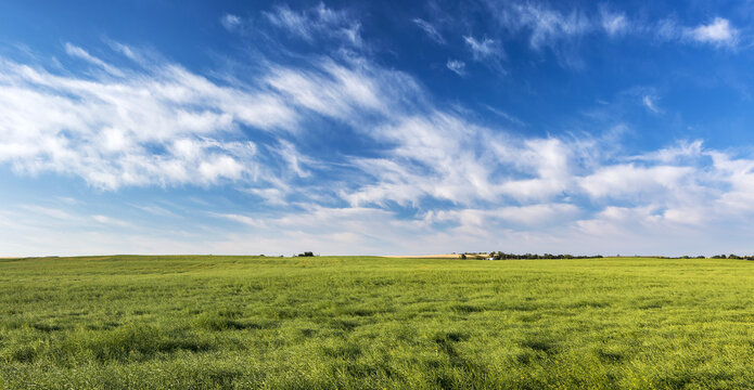 Green canola field with dramatic clouds and blue sky, North of Calgary; Alberta, Canada