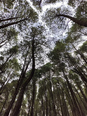 pine trees in the woods