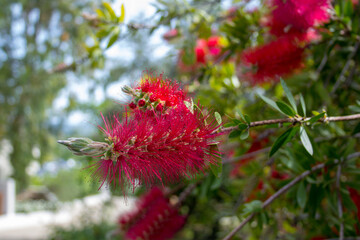 Spring flowering of a red callistemon speciosus. Smells of spring
