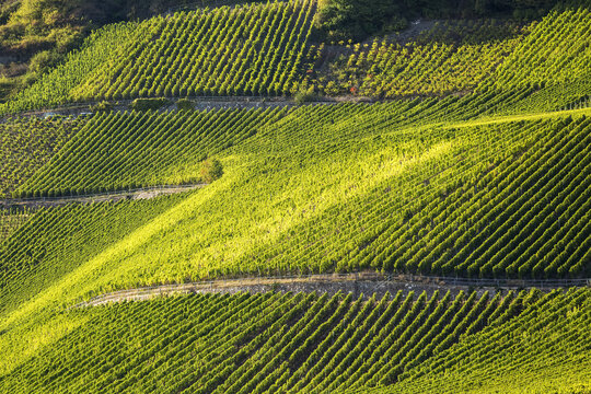 Sunlit hillside with rows of grapevines on slopes; Remich, Luxembourg