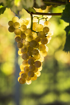 Close-up of a cluster of white grapes hanging from a vine and backlit by sunlight; Piesport, Germany