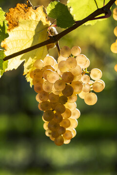 Close-up of a cluster of white grapes hanging from a vine and backlit by the sunlight; Piesport, Germany