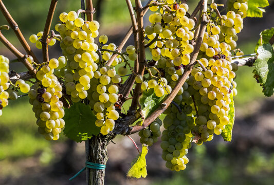 Several clusters of white grapes hanging from a vine, East of Cochem; Germany