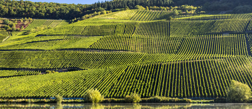 Sloping hillside covered in rows of grapevines contouring the slopes along a river; Remich, Luxembourg