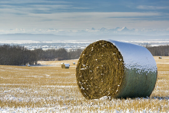 Snow-covered hay bales in a stubble field with snow-covered mountains and foothills in the background with clouds and blue sky, West of Calgary; Alberta, Canada