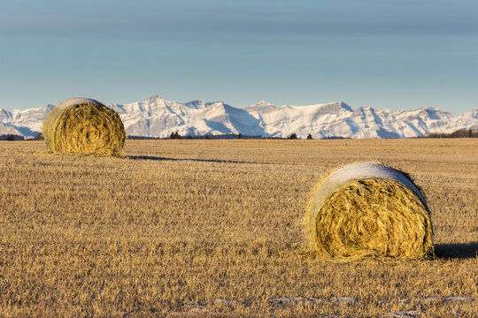 Snow-covered hay bales in a stubble field with snow-covered mountains in the background with blue sky, West of Calgary; Alberta, Canada