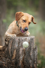 Fox Red Labrador Puppy with his ball on a tree stump in the forest