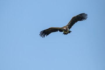Lappet-faced vulture (Torgos tracheliotos) gliding in perfect blue sky, Serengeti National Park; Tanzania