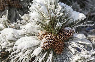 Close-up of frosted large pine cones and needles on a tree; Calgary, Alberta, Canada