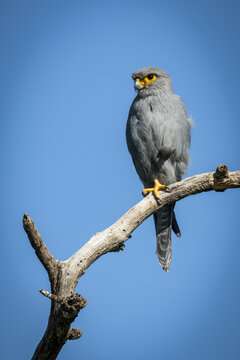 Grey kestrel (Falco ardosiaceus) on one leg on branch, Serengeti National Park; Tanzania