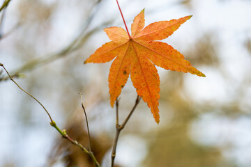 autumn leaves in the sun