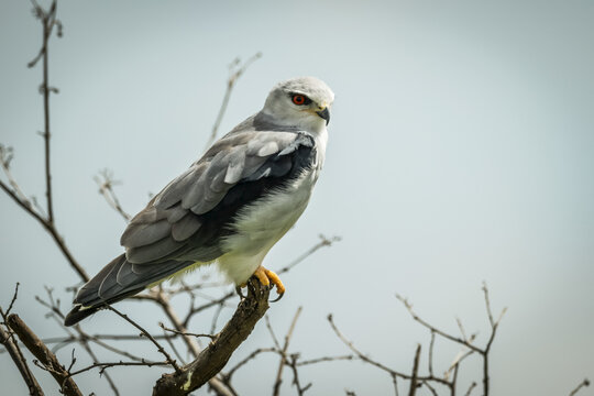 Black-shouldered kite (Elanus caeruleus) facing right in bare branches, Serengeti; Tanzania