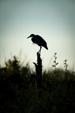 Black-headed heron (Ardea melanocephala) stands on stump in silhouette, Serengeti; Tanzania