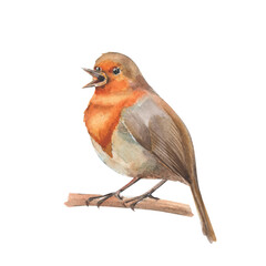 Watercolor singing orange bird sitting on the tree's branch. Cute illustration of robin isolated on white.