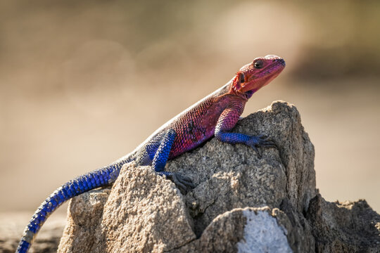 Spider-Man agama (Agama mwanzae) lizard basks on sunlit rock, Serengeti; Tanzania