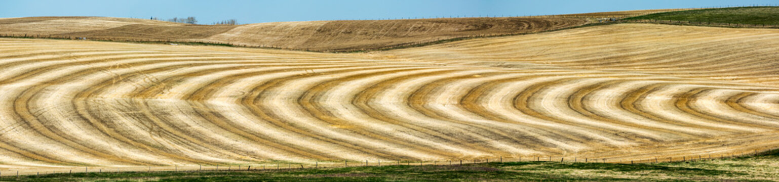 Graphic harvest lines in a rolling stubble field with blue sky, West of Beiseker; Alberta, Canada