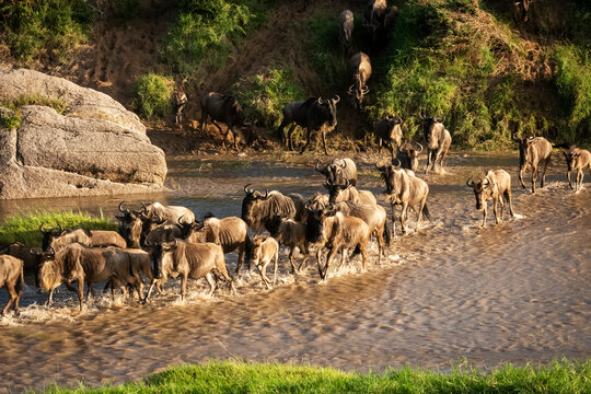 Confusion of blue wildebeest (Connochaetes taurinus) crossing shallow river, Cottar's 1920s Safari Camp, Maasai Mara National Reserve; Tanzania