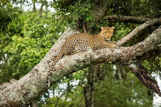 Leopard (Panthera pardus) looks down from branch dangling tail, Cottar's 1920s Safari Camp, Maasai Mara National Reserve; Kenya