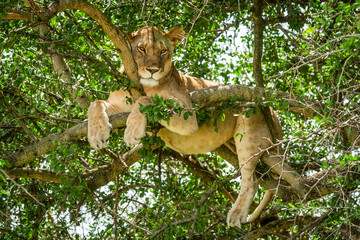 Close-up of lioness (Panthera leo) in tree looking down, Grumeti Serengeti Tented Camp, Serengeti National Park; Tanzania