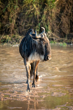 Blue wildebeest (Connochaetes taurinus) crosses shallow river turning head, Cottar's 1920s Safari Camp, Maasai Mara National Reserve; Kenya