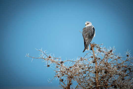 Black-shouldered kite (Elanus caeruleus) perches on thornbush looking back, Grumeti Serengeti Tented Camp, Serengeti National Park; Tanzania