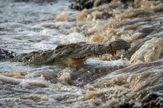 Close-up of Nile crocodile (Crocodylus niloticus) fishing under waterfall, Grumeti Serengeti Tented Camp, Serengeti National Park; Tanzania