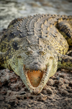 Close-up of Nile crocodile (Crocodylus niloticus) with open jaws, Grumeti Serengeti Tented Camp, Serengeti National Park; Tanzania