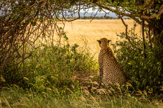Male cheetah (Acinonyx jubatus) sits under tree scanning savannah, Grumeti Serengeti Tented Camp, Serengeti National Park; Tanzania - Powered by Adobe