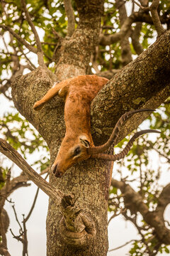 Male impala (Aepyceros melampus) carcase lies in forked tree, Cottar's 1920s Safari Camp, Maasai Mara National Reserve; Kenya