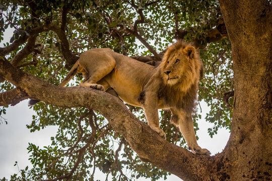 Male lion (Panthera leo) stands on branch looking around, Cottar's 1920s Safari Camp, Maasai Mara National Reserve; Kenya