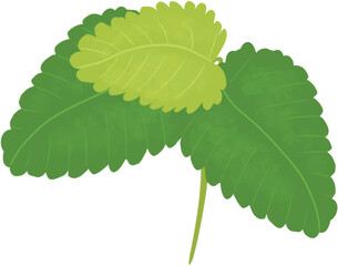  Aromatic herbs. Lemon balm, vervain, linden. illustration. images isolated