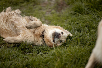 Two Labrador dogs run across a green field and play in a puddle