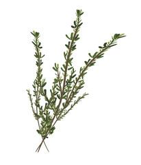 thyme, aromatic and food herb. illustration. isolated