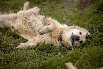 Two Labrador dogs run across a green field and play in a puddle