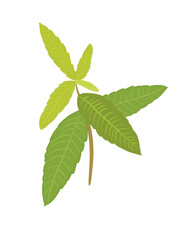Naklejka na ściany i meble Aromatic herbs. Lemon balm, vervain, linden. illustration. images isolated