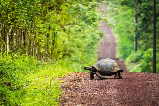 Galapagos giant tortoise crosses straight dirt road