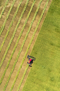 View from directly above of a swather cutting a barley field with graphic harvest lines; Beiseker, Alberta, Canada